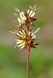 Attēlu rezultāti vaicājumam “Luzula campestris”