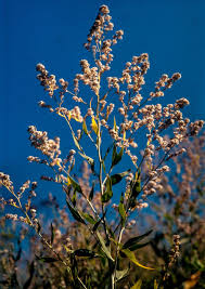 Attēlu rezultāti vaicājumam “Lepidium latifolium flower”