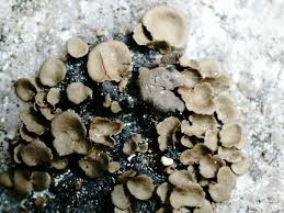 Attēlu rezultāti vaicājumam “Dermatocarpon luridum”