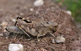 Attēlu rezultāti vaicājumam “Psophus stridulus”