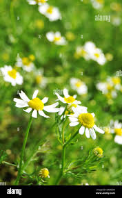Attēlu rezultāti vaicājumam “Matricaria chamomilla flower”