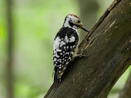 Attēlu rezultāti vaicājumam “Dendrocopos leucotos male”