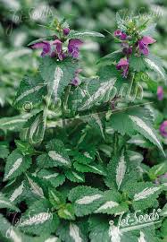 Attēlu rezultāti vaicājumam “Lamium maculatum”