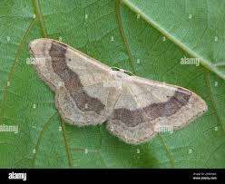 Attēlu rezultāti vaicājumam “Idaea aversata”