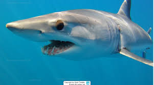 Image result for Isurus oxyrinchus