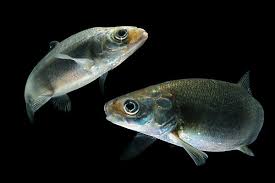 Image result for Coregonus lavaretus