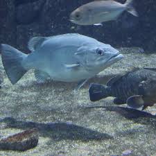 Image result for Polyprion americanus
