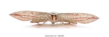 Attēlu rezultāti vaicājumam “Timandra comae”