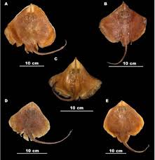 Image result for Myliobatis freminvillei