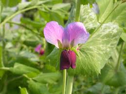 Attēlu rezultāti vaicājumam “Pisum sativum flower”
