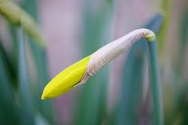 Attēlu rezultāti vaicājumam “Narcissus bud”