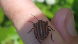 Attēlu rezultāti vaicājumam “Graphosoma lineatum nymph”