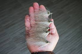 Image result for Eugerres plumieri