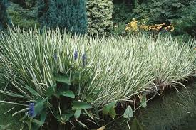 Image result for Acorus calamus