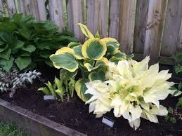 Image result for Hosta White Feather