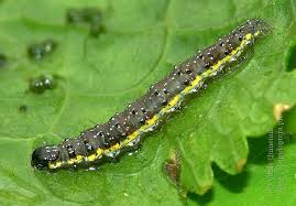 Attēlu rezultāti vaicājumam “Evergestis pallidata”