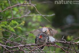 Attēlu rezultāti vaicājumam “Lanius collurio juvenile”