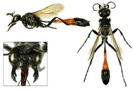 Attēlu rezultāti vaicājumam “Ammophila sp.”