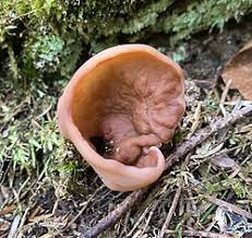 Attēlu rezultāti vaicājumam “Discina perlata”