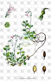 Attēlu rezultāti vaicājumam “Linnaea borealis fruit”