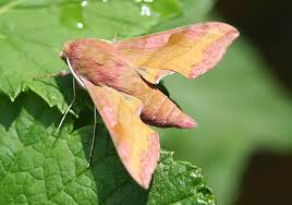 Attēlu rezultāti vaicājumam “Deilephila porcellus”