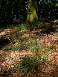 Attēlu rezultāti vaicājumam “Festuca altissima”