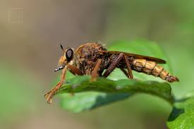 Attēlu rezultāti vaicājumam “Asilus crabroniformis”