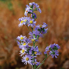 Image result for Aster