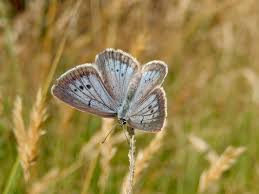 Attēlu rezultāti vaicājumam “Maculinea teleius underside”