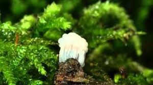 Attēlu rezultāti vaicājumam “Stemonitis fusca young”