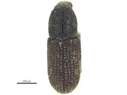 Attēlu rezultāti vaicājumam “Hylastes sp.”