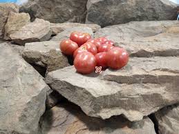 Afbeeldingsresultaat voor brandywine cherry tomato