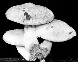 Attēlu rezultāti vaicājumam “Pholiota heteroclita”