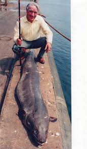 Image result for British Conger Club