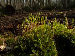 Attēlu rezultāti vaicājumam “Bryales”