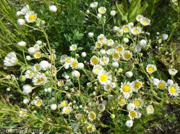 Attēlu rezultāti vaicājumam “Erigeron annuus”