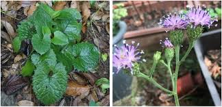 Attēlu rezultāti vaicājumam “Saussurea esthonica flower”