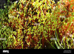 Attēlu rezultāti vaicājumam “Pohlia nutans sporophyte”