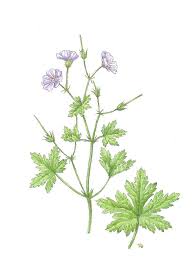 Attēlu rezultāti vaicājumam “Geranium bohemicum”