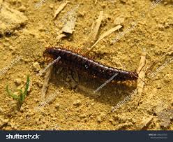 Attēlu rezultāti vaicājumam “Ommatoiulus sabulosus aimatopodus”