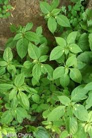 Attēlu rezultāti vaicājumam “Impatiens parviflora leaf”