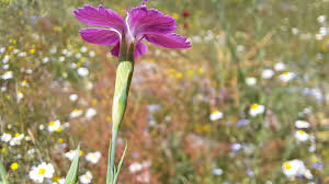 Attēlu rezultāti vaicājumam “Dianthus deltoides bud”