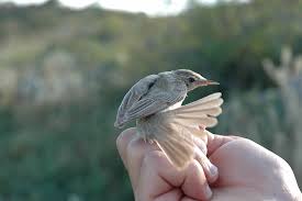 Attēlu rezultāti vaicājumam “Hippolais caligata”