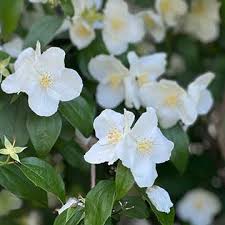 Attēlu rezultāti vaicājumam “Philadelphus lemoinei flower”