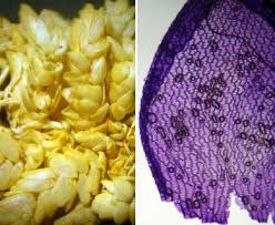 Attēlu rezultāti vaicājumam “Sphagnum papillosum”