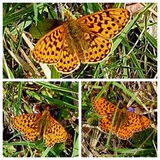 Attēlu rezultāti vaicājumam “Clossiana euphrosyne”