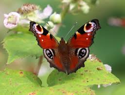 Attēlu rezultāti vaicājumam “Inachis io upperside”