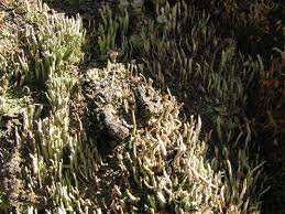 Attēlu rezultāti vaicājumam “Cladonia cornuta”