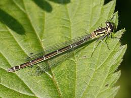 Attēlu rezultāti vaicājumam “Coenagrion pulchellum female”
