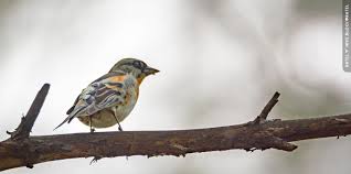 Attēlu rezultāti vaicājumam “Fringilla montifringilla”